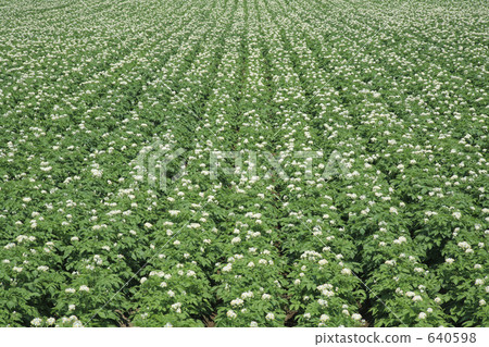 Potato field 640598