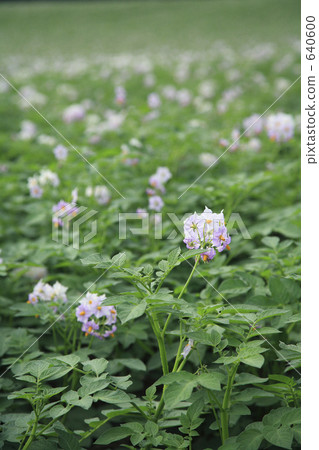Potato field 640600