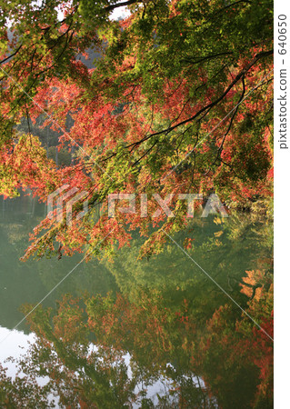 秋葉水的表面上 秋葉水的表面上 640650