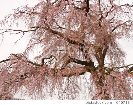 Weeping Cherry Tree Weeping Cherry Variety Of Stock Photo