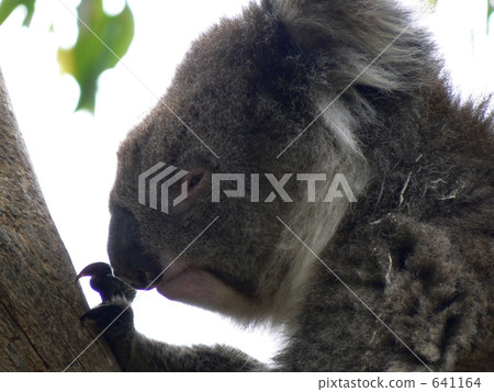 Koala 641164