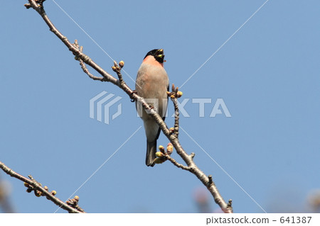 躺吃起重機的芽 641387