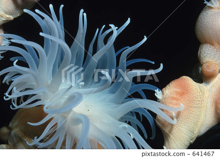 Sea anemone planting on goat Sea anemone planting on goat 641467