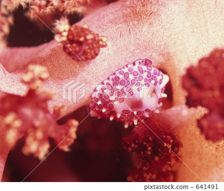 Tengokukeburigai to hide in Togeto saka 641491