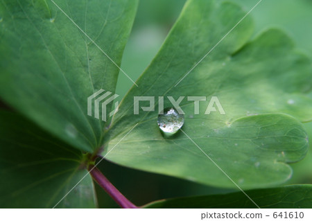 fresh leafe, green leafe, Drop Of Water 641610