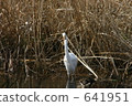 Predation of Daisuke 641951