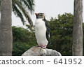Penguin 641952