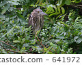 Great blue heron 641972