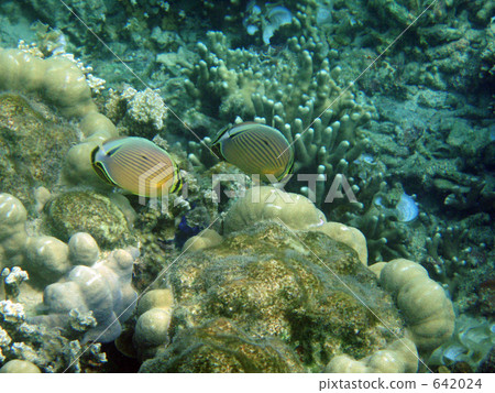 Hanagro butterfly Hanagro butterfly 642024