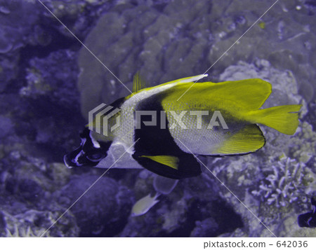 Oni hatatadai 642036