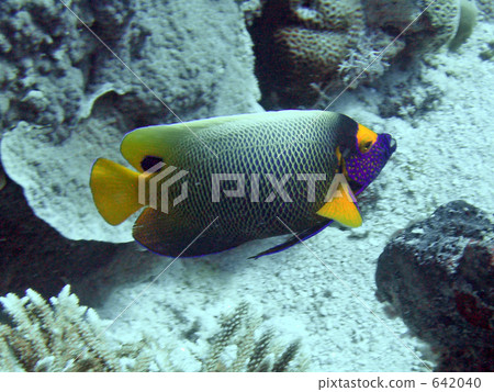 黃顱刺蓋魚 642040