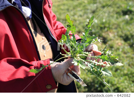 A woman who plays grass 642082