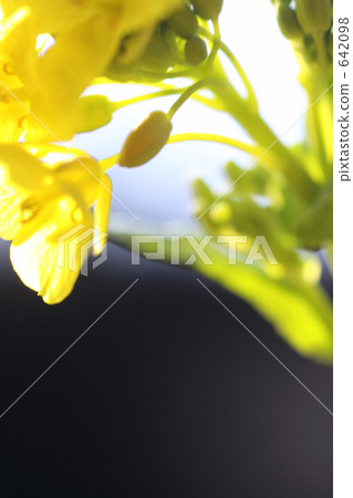 bloom, rape, rape blossoms 642098