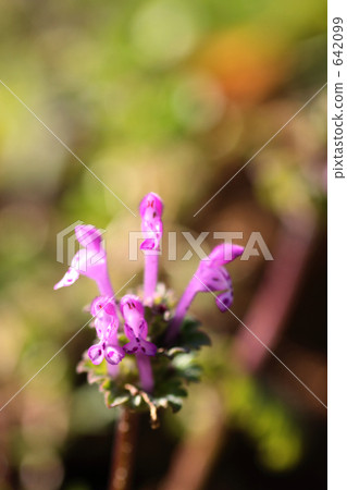 henbit, botanic, botanical 642099