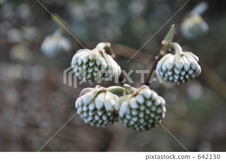 trident, three-pronged fork, mitsumata 642130