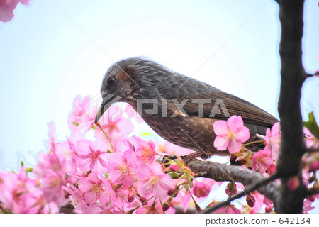 河津櫻 棕色耳鵯 小鳥 642134