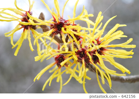 photo : abundant harvest, witch hazel, up