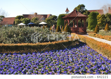 landscaping, field of pansies, flower garden 642221