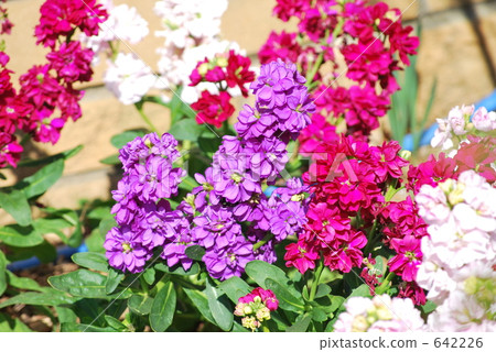 blue salvia, salvia, scarlet sage 642226