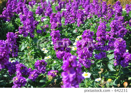 blue salvia, salvia, scarlet sage 642231