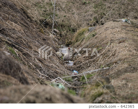 Toki in Kijimadaira village, Nagano prefecture 1 642365