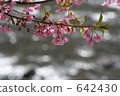 Kawazuzakura 642430