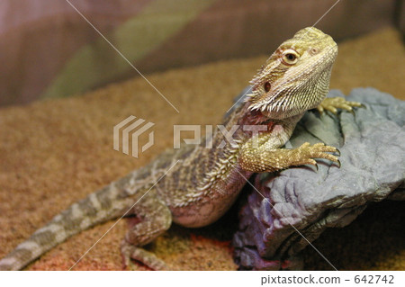 a lizard, lizard, bearded dragon 642742