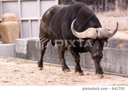 非洲水牛 非洲水牛 642793