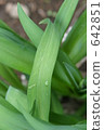 foliage plant, houseplant, foliage 642851