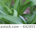 foliage plant, houseplant, foliage 642855