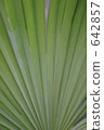 chinese windmill palm, foliage plant, foliage 642857