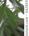 foliage plant, foliage, leaf 642859