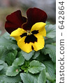 pansy, bloom, blossom 642864