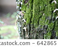 garden tree, moss, green 642865