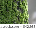 moss, tree, wood 642868