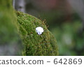 moss, garden tree, ume 642869