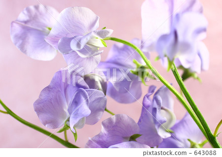 紫色甜豌豆 紫色甜豌豆 643088