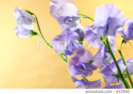 紫色甜豌豆 紫色甜豌豆 643090