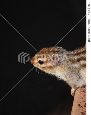 松鼠在泥裡 643110