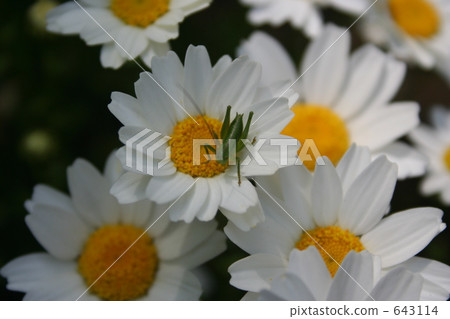 花和蚱蜢的寶寶 643114