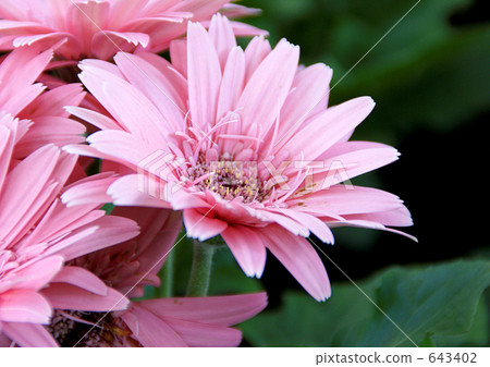 pink gerbera pink gerbera 643402