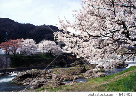 Kamogawa and cherry blossoms Kamogawa and cherry blossoms 643403