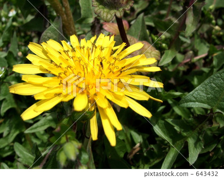 Japanese dandelion Japanese dandelion 643432