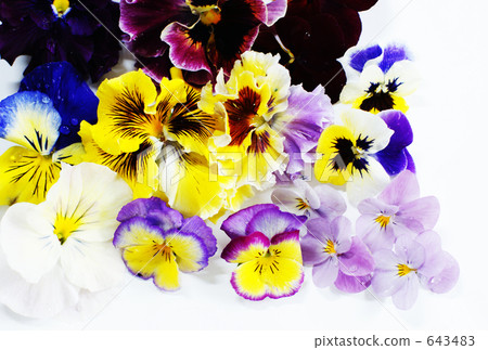 Pansy Variety Pansy Variety 643483
