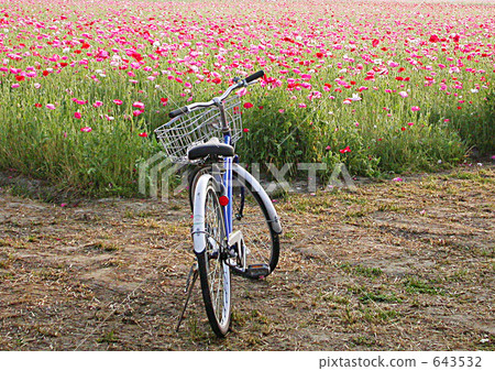 Poppy field 643532