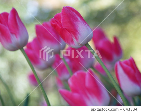 Tulip pink Tulip pink 643534