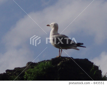 gray starling, wild bird, bird 643551