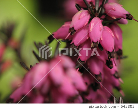 埃里卡特寫 643803