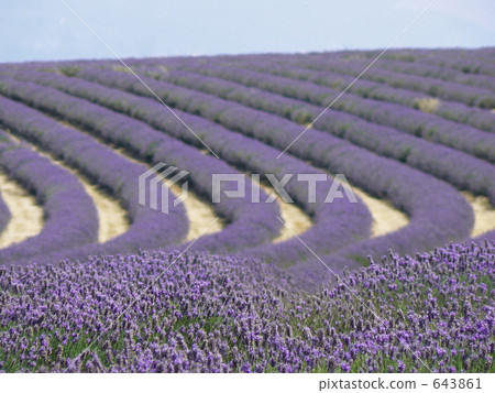 lavender 643861