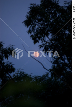 The full moon seen through the clearance of the tree The full moon seen through the clearance of the tree 643945